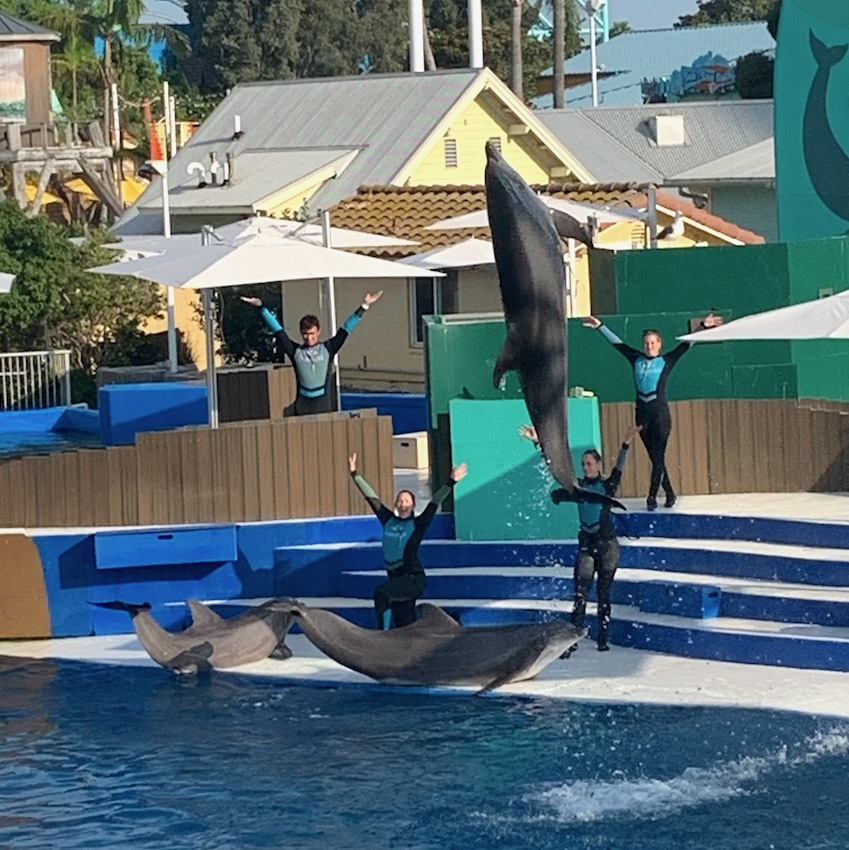 Auch die Delfine führen im SeaWorld Kunststücke vor