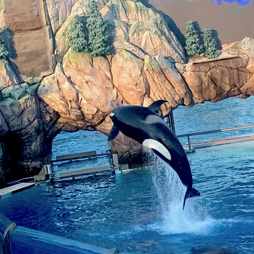 Die Orca-Show im SeaWorld San Diego