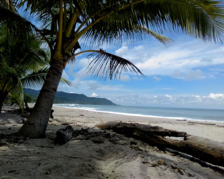 Ein traumhafter Sandstrand in Santa Teresa, Costa Rica. Im Vordergrund eine idyllische Palme, Türkise Ozean und blauer Himmel mit einigen weißen Wolkenstreifen im Hintergrund