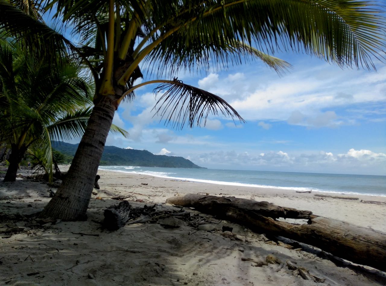 Ein traumhafter Sandstrand in Santa Teresa, Costa Rica. Im Vordergrund eine idyllische Palme, Türkise Ozean und blauer Himmel mit einigen weißen Wolkenstreifen im Hintergrund