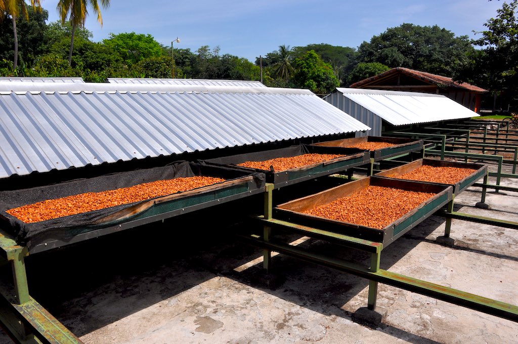 Kakaoplantage in der Bahía de Jiquilisco.