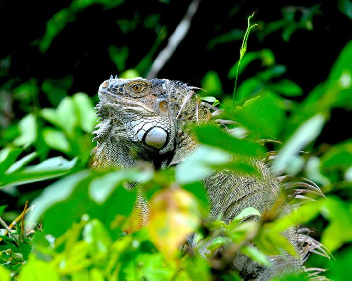 Leguan im Nationalpark Tortuguero